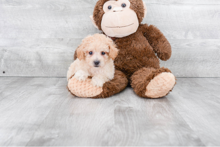 Maltipoo Pup Being Cute