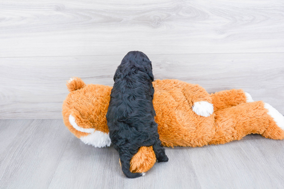 Friendly Cavapoo Baby