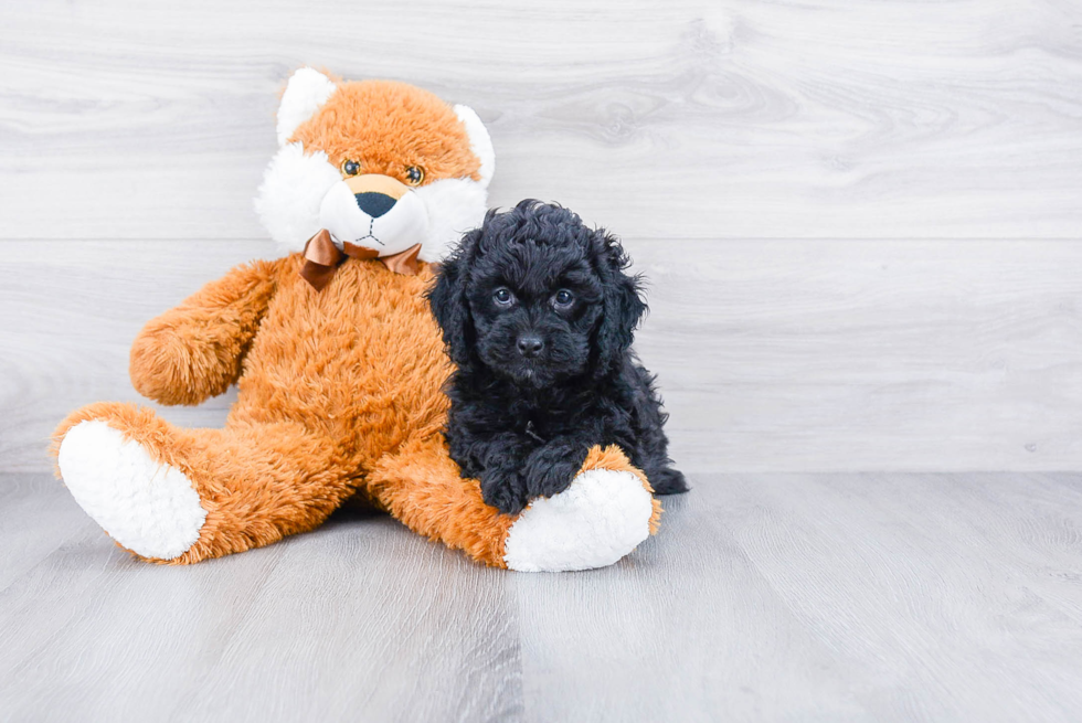 Best Cockapoo Baby