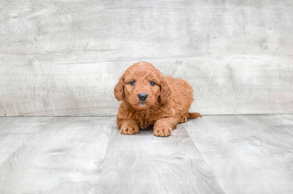 Smart Mini Goldendoodle Poodle Mix Pup