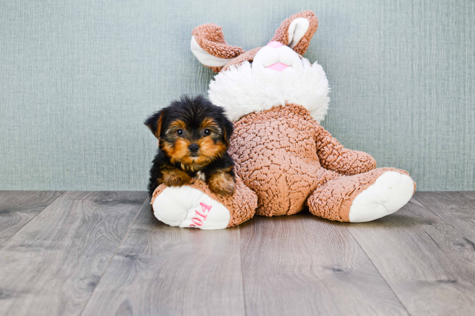 Meet Rascal - our Yorkshire Terrier Puppy Photo 