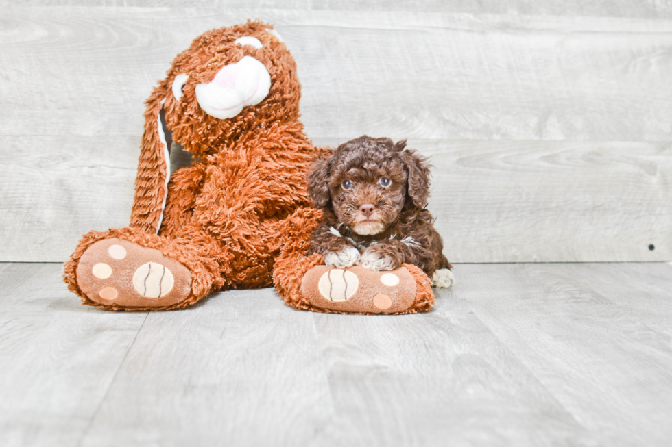 Popular Poodle Purebred Pup