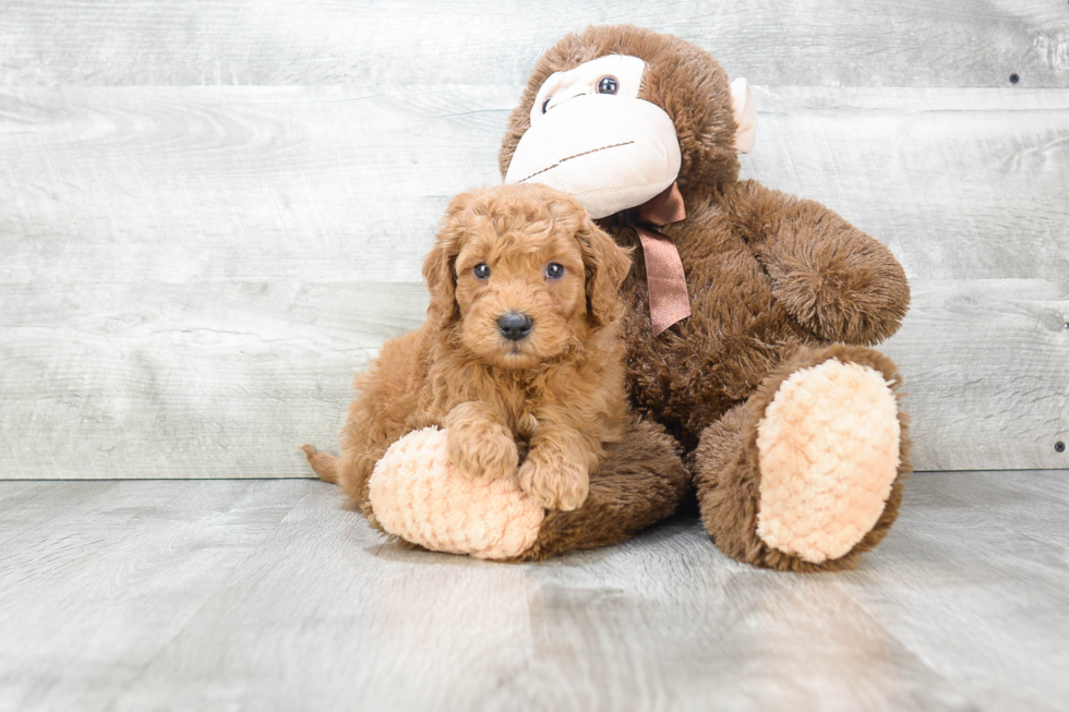 Mini Goldendoodle Puppy for Adoption