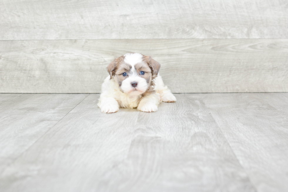 Fluffy Teddy Bear Designer Pup