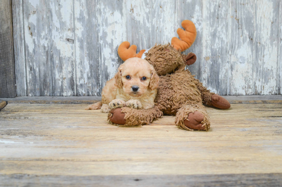 Little Cavalier Designer Puppy