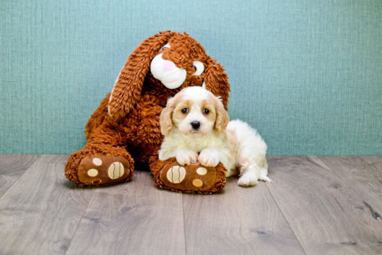 Cute Cavachon Baby