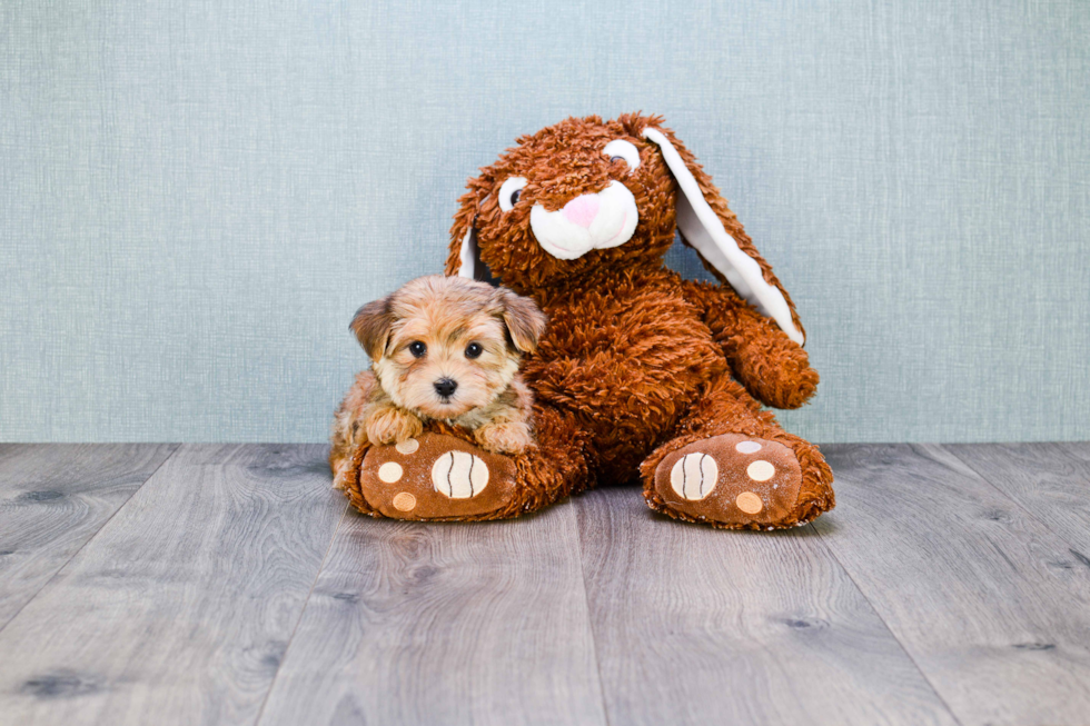 Cute Morkie Baby