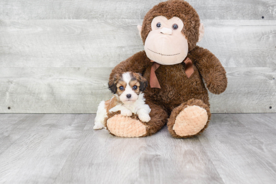 Adorable Cavalier Designer Puppy