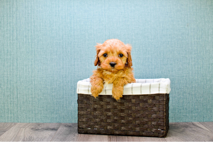 Hypoallergenic Cavoodle Poodle Mix Puppy