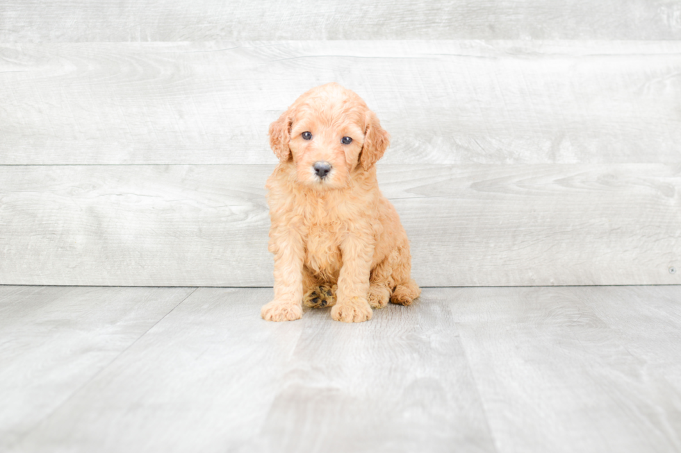 Best Mini Goldendoodle Baby