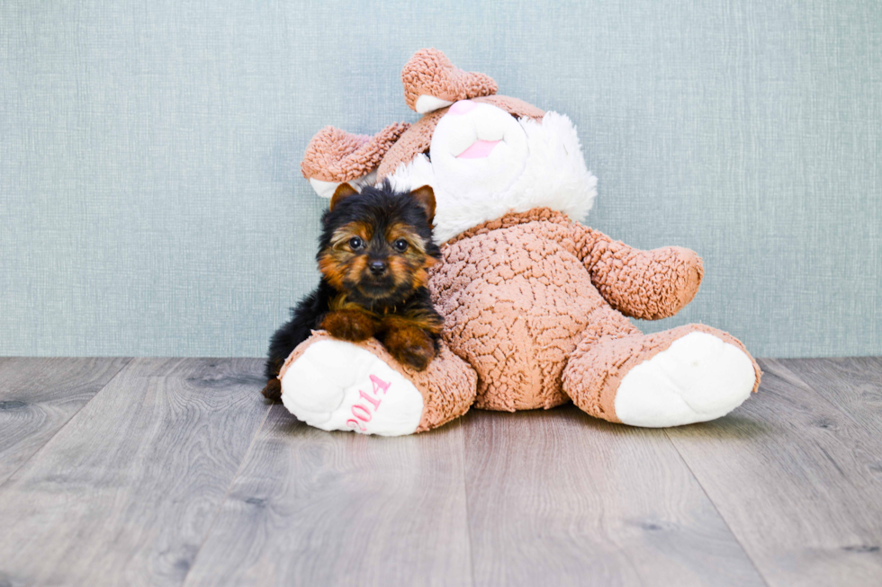 Meet Joey - our Yorkshire Terrier Puppy Photo 