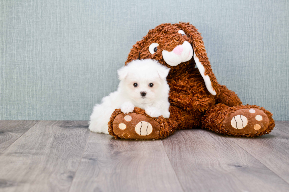 Little Maltese Baby