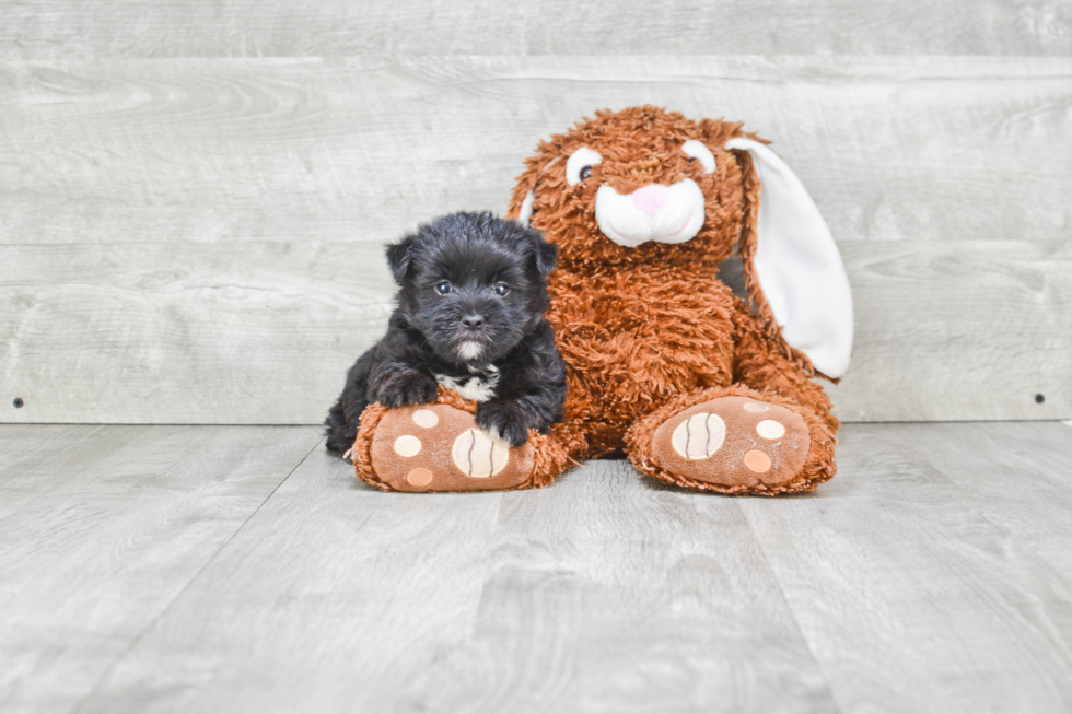 Small Morkie Baby