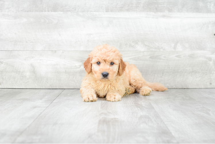 Mini Goldendoodle Puppy for Adoption