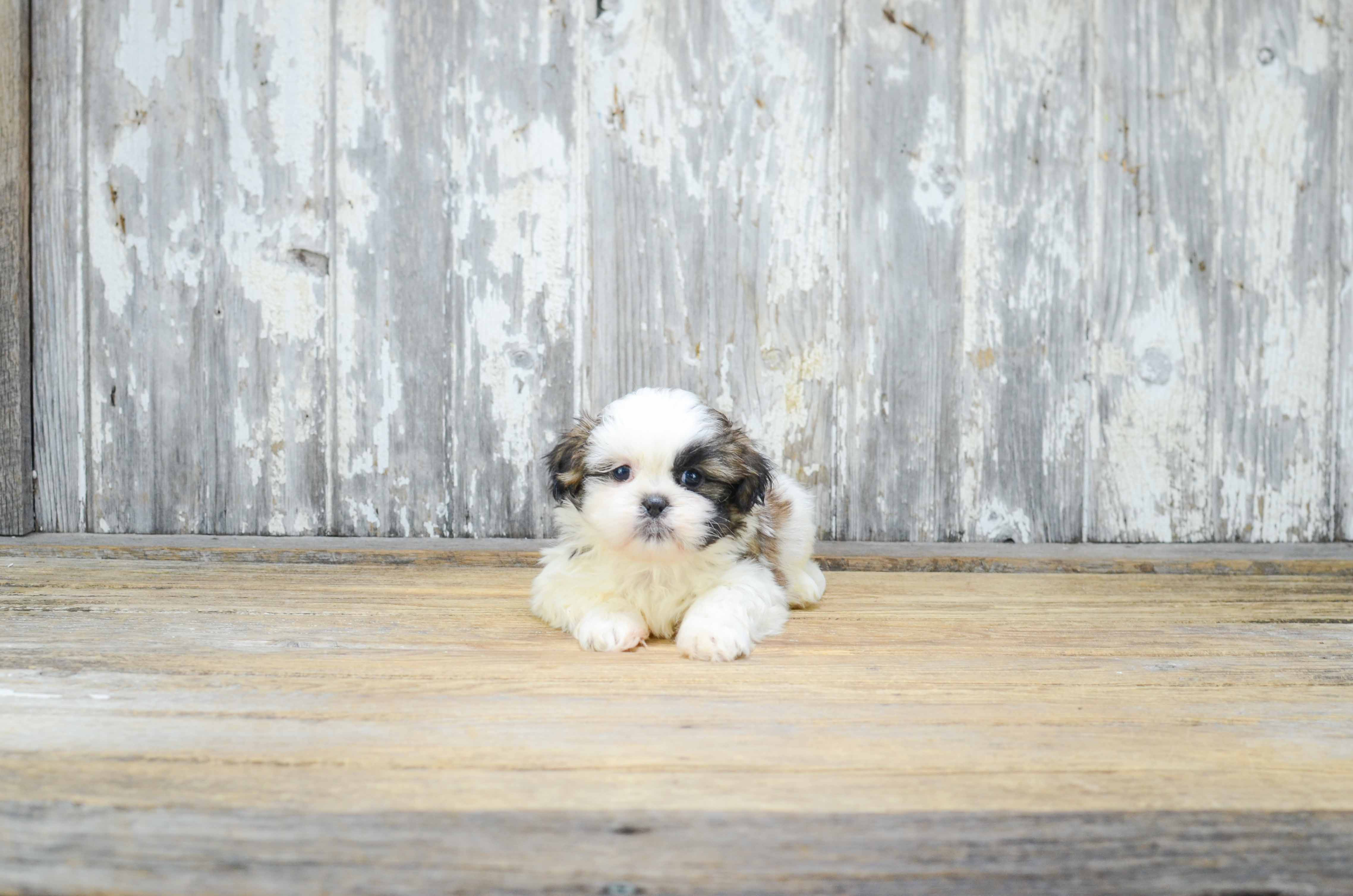 Sweet Teddy Bear Baby