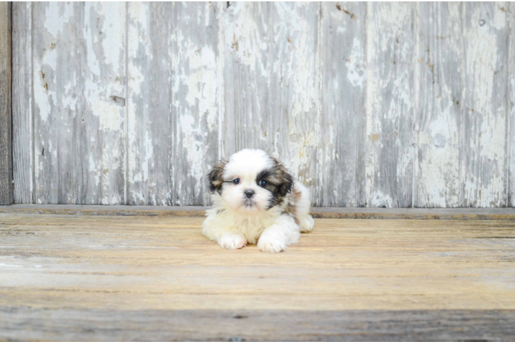 Sweet Teddy Bear Baby