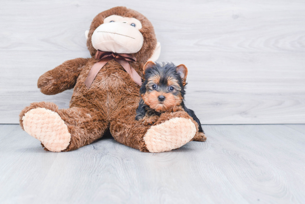 Meet Jeremy - our Yorkshire Terrier Puppy Photo 