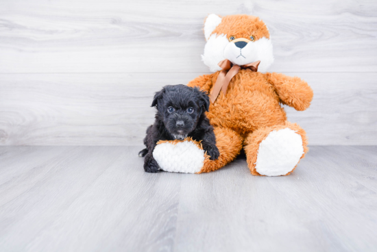 Mini Aussiedoodle Puppy for Adoption