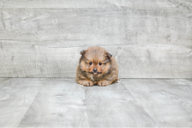 Playful Pomeranian Baby