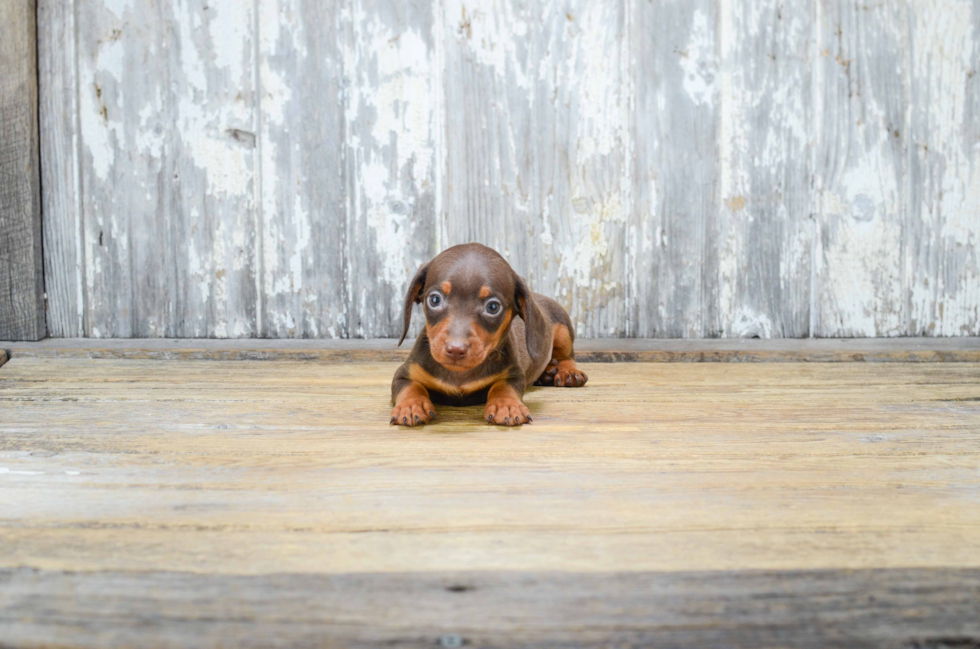 Dachshund Pup Being Cute