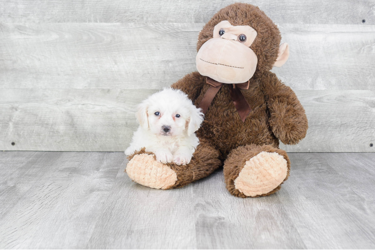 Cavachon Pup Being Cute