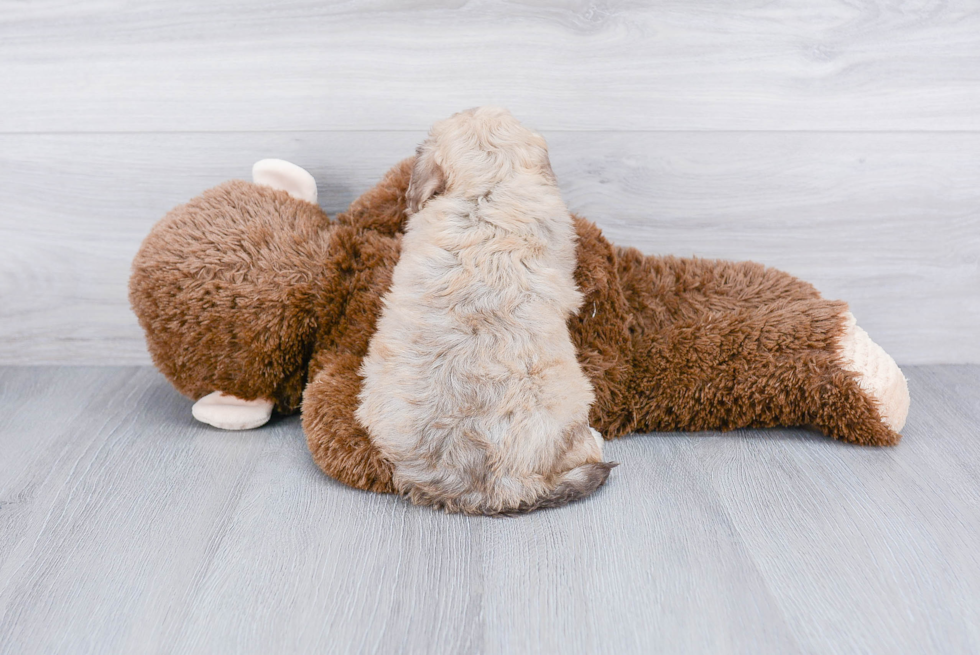 Fluffy Maltipoo Poodle Mix Pup