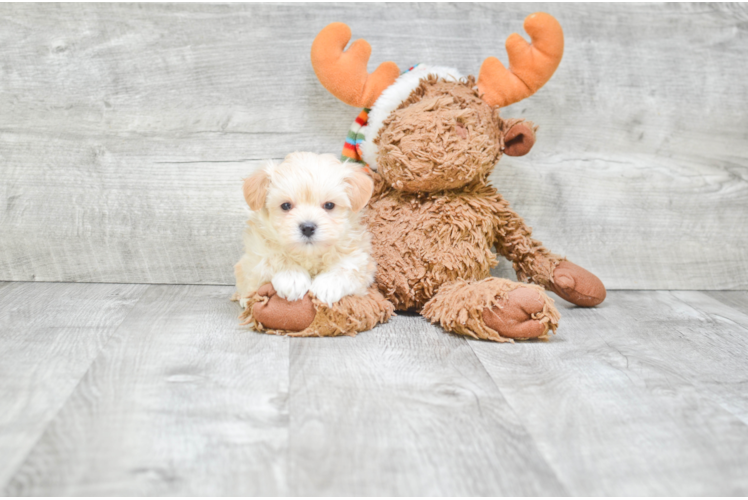 Small Maltipoo Baby