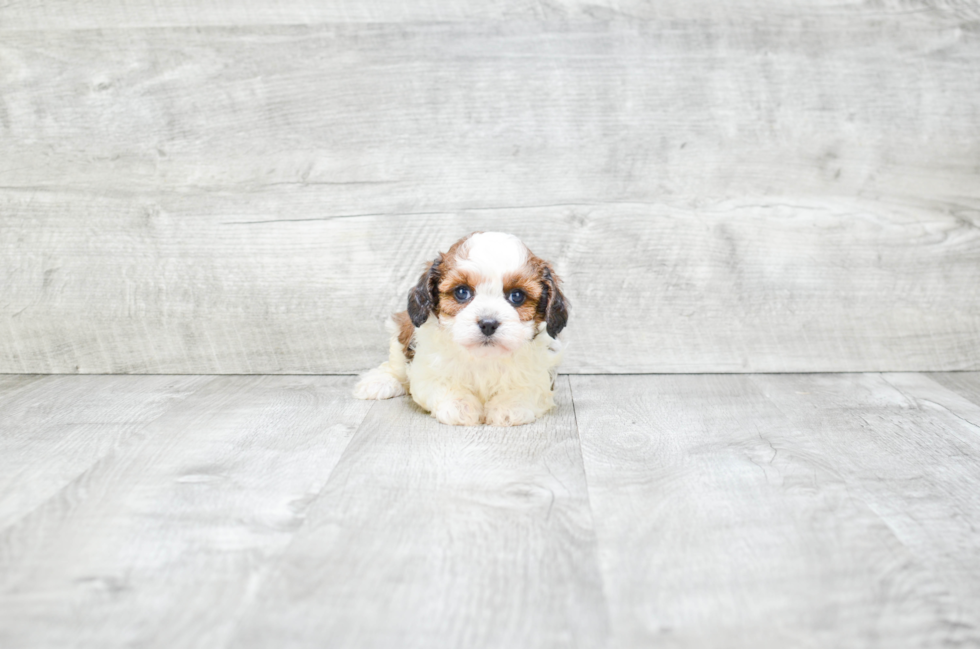 Playful Cavoodle Poodle Mix Puppy