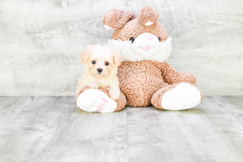 Cute Maltipoo Baby