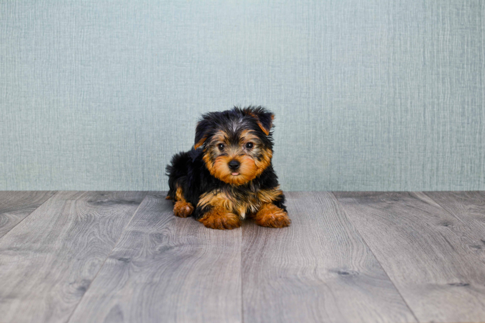 Meet Roscoe - our Yorkshire Terrier Puppy Photo 