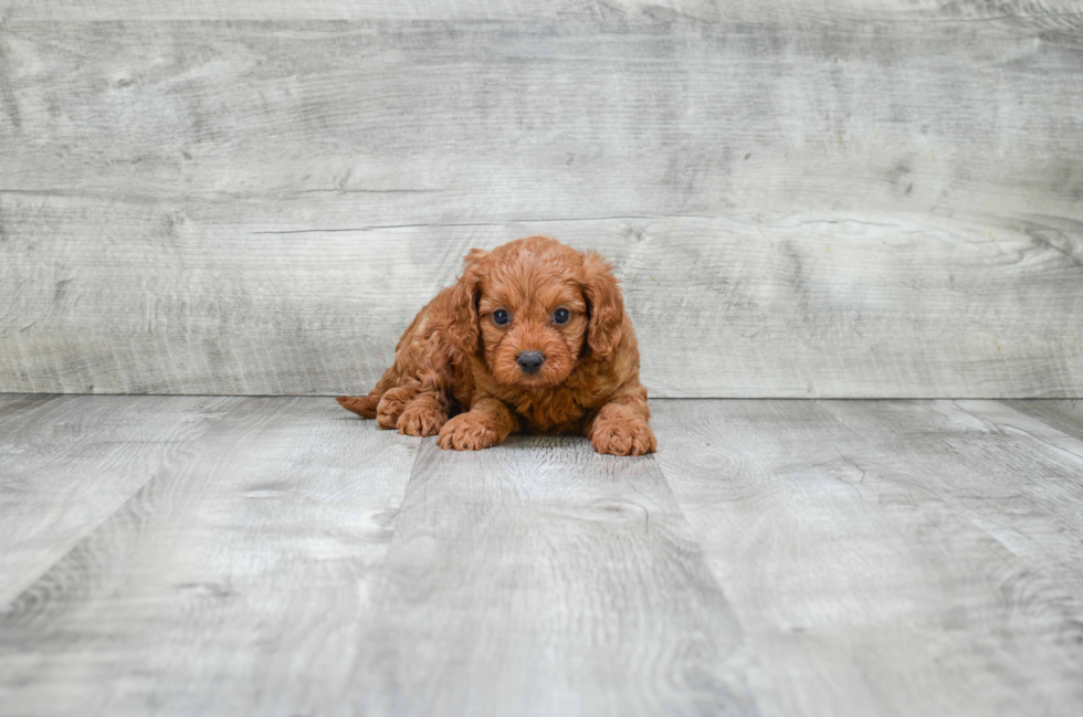 Funny Cavapoo Poodle Mix Pup