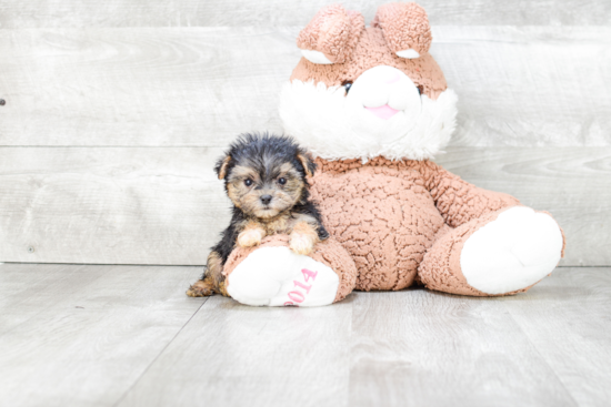 Adorable Yorkie Designer Puppy