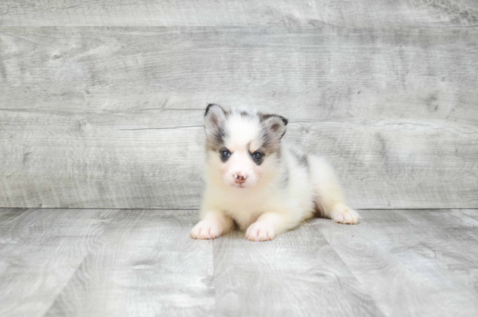 Little Mini Husky Designer Puppy