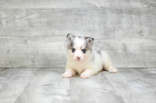 Little Mini Husky Designer Puppy