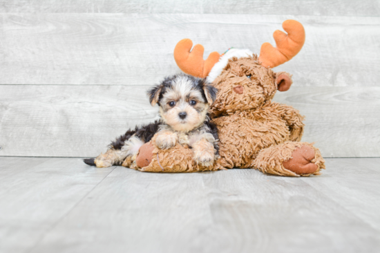 Morkie Pup Being Cute