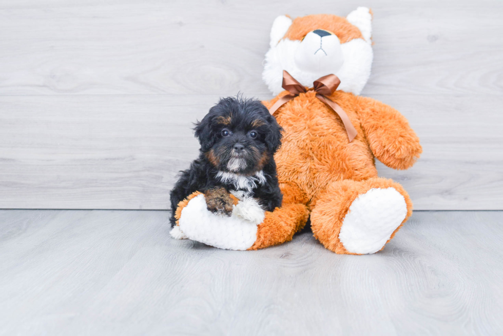 Best Mini Bernedoodle Baby