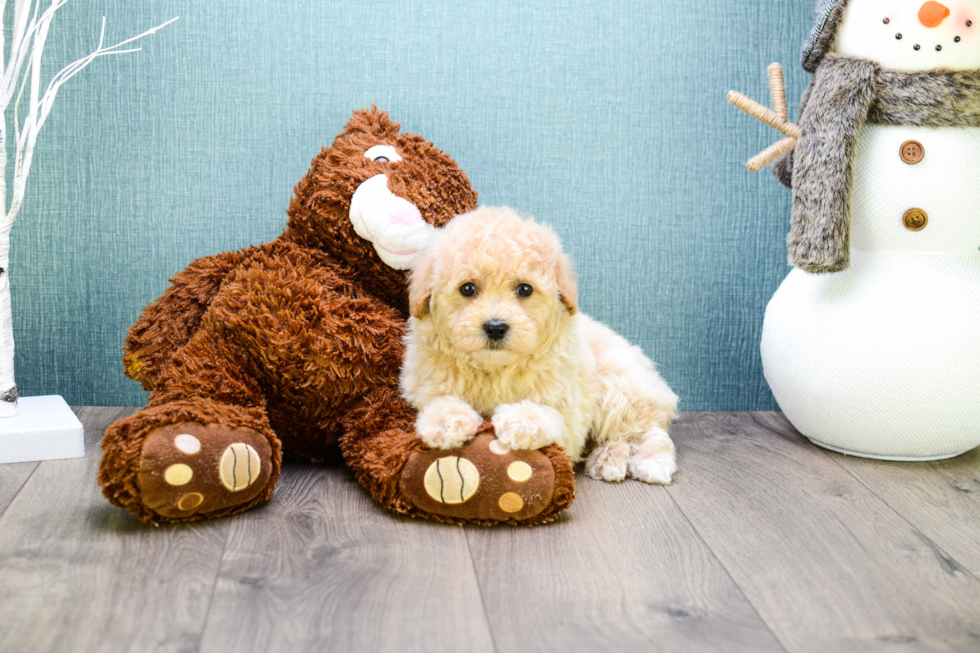 Happy Cavapoo Baby
