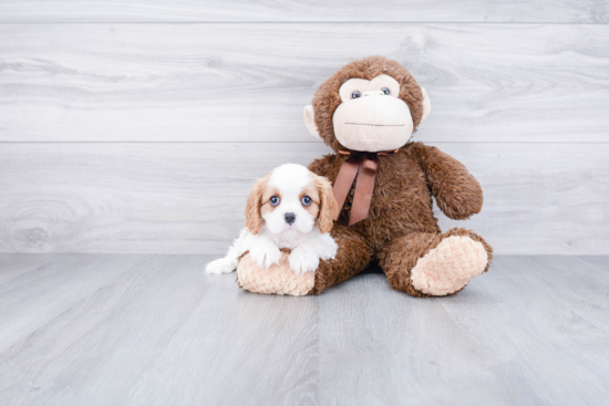 Playful Cavalier King Charles Spaniel Baby