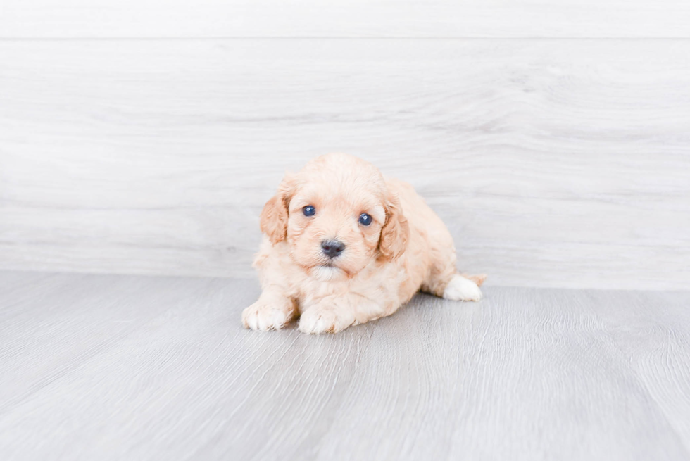Adorable Cavoodle Poodle Mix Puppy