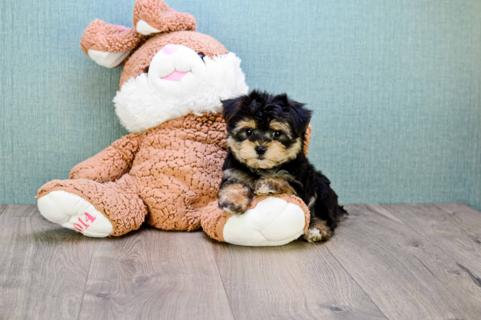 Morkie Puppy for Adoption