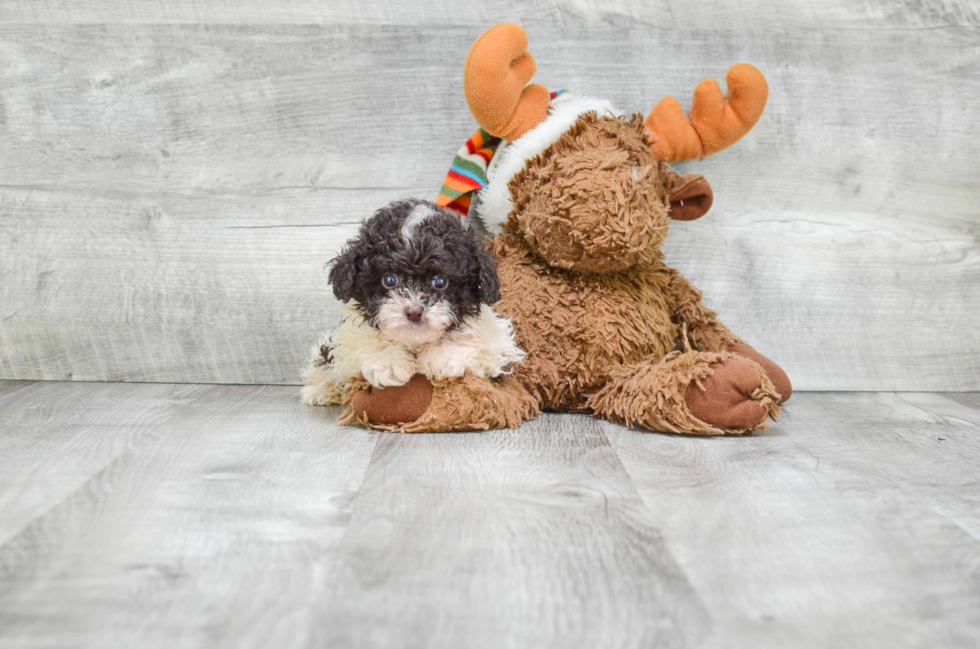 Poodle Pup Being Cute