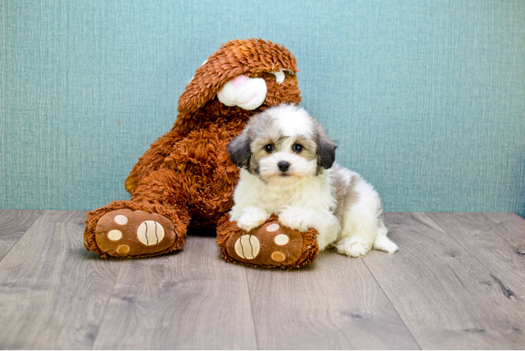 Teddy Bear Puppy for Adoption