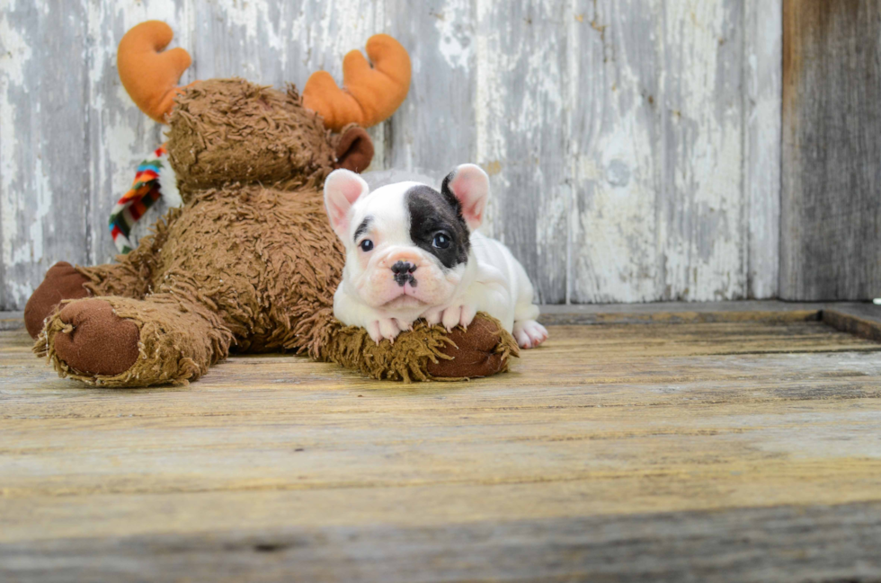 Cute Frenchie Purebred Puppy