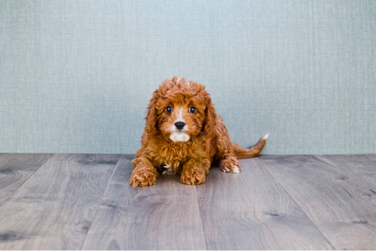 Friendly Cavapoo Baby