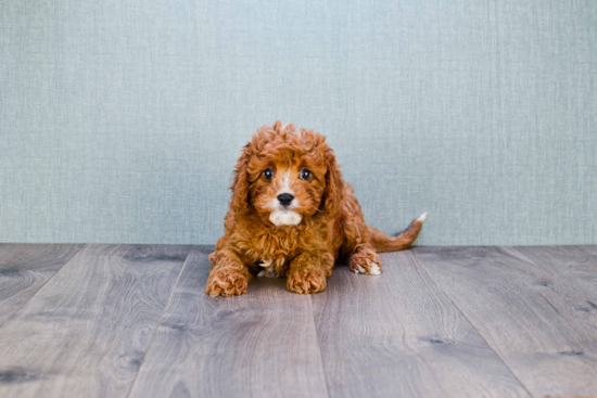 Friendly Cavapoo Baby