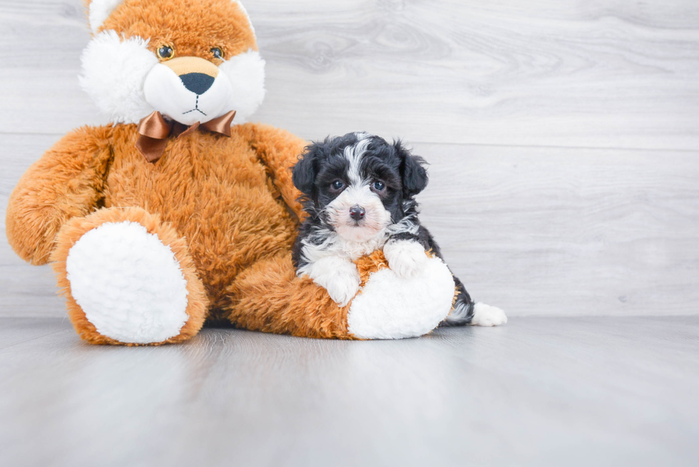 Happy Mini Aussiedoodle Baby