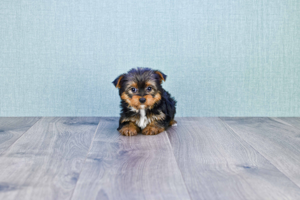 Meet Timmy - our Yorkshire Terrier Puppy Photo 