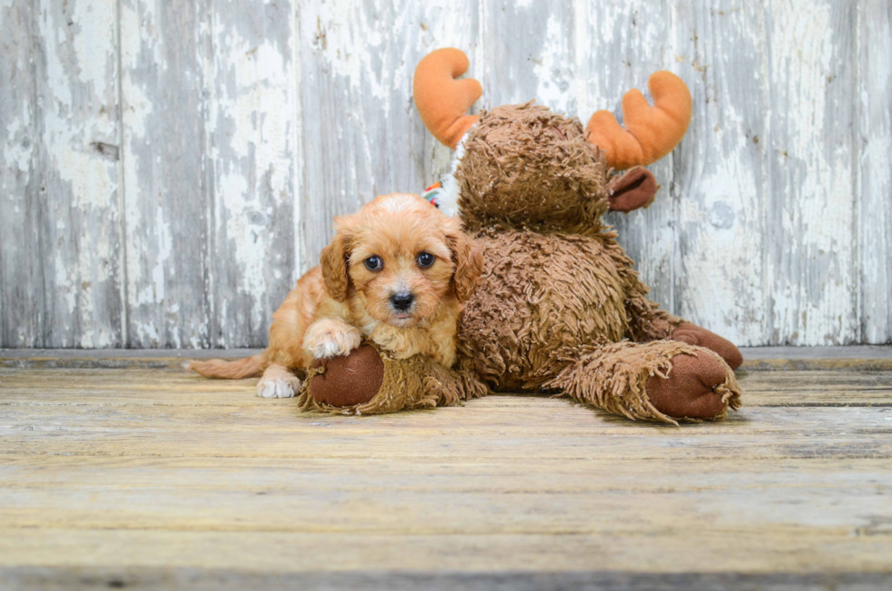 Energetic Cavoodle Poodle Mix Puppy