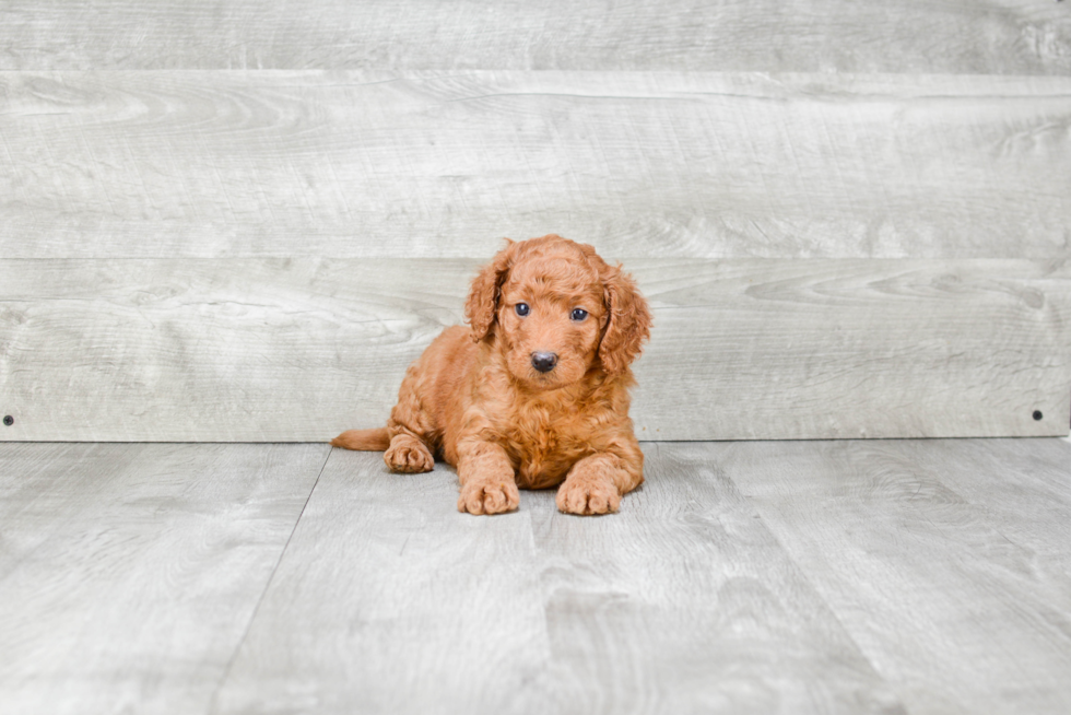 Hypoallergenic Golden Retriever Poodle Mix Puppy