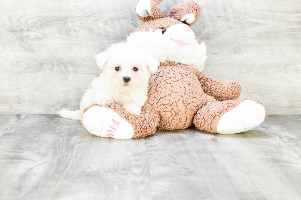 Funny Maltese Purebred Pup